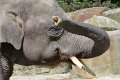 Dierentuin Emmen Mei 2014 17